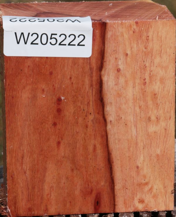 Beefwood Turning Blank on Sale