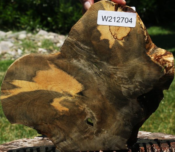 Buckeye Burl Slice Online - Image 2