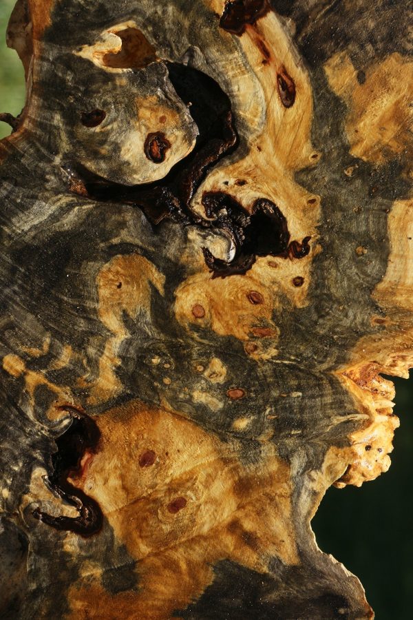 Buckeye Burl Cookie Fashion - Image 3