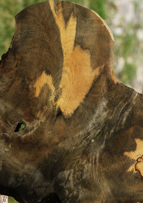Buckeye Burl Slice Online - Image 3