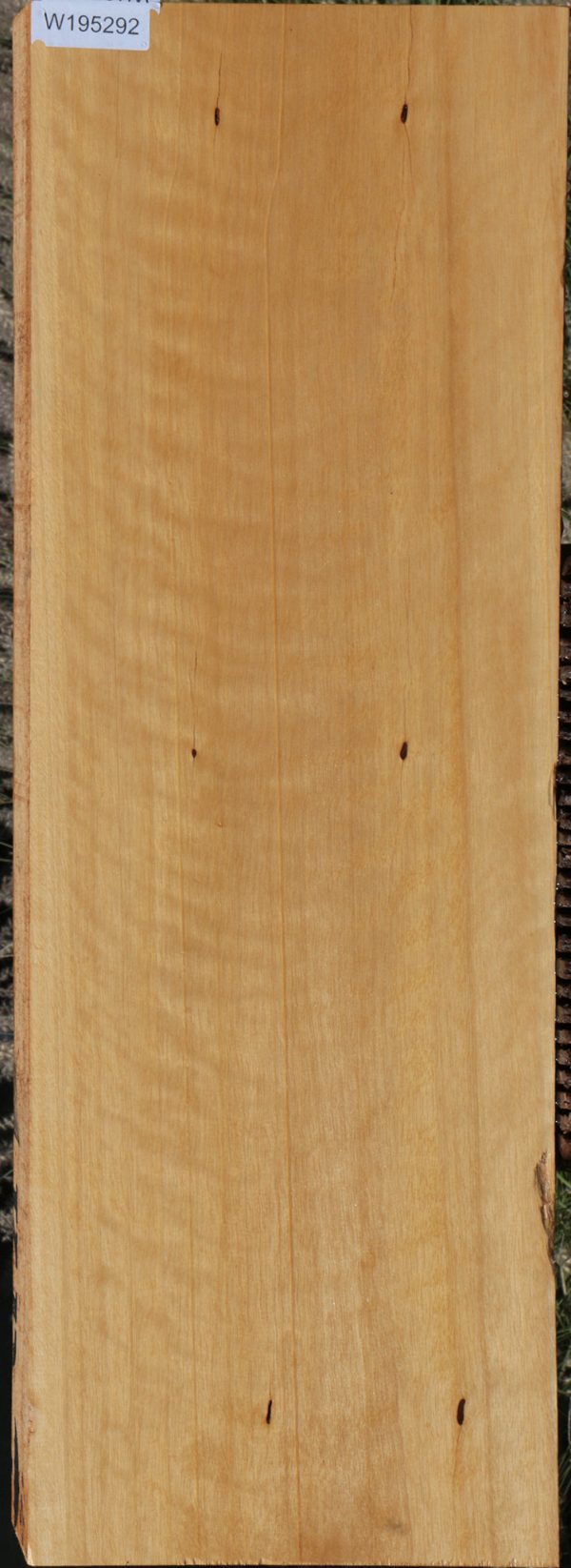 Jelutong Lumber Online Sale