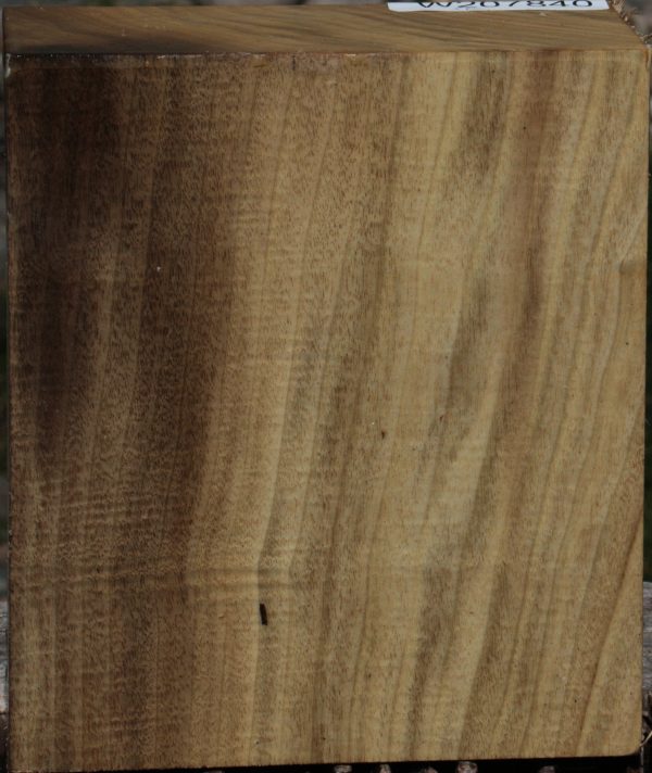 Extra Fancy Myrtle Turning Blank Supply - Image 2