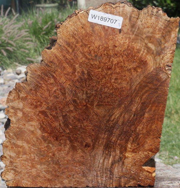 Western Maple Burl Live Edge Lumber Cheap