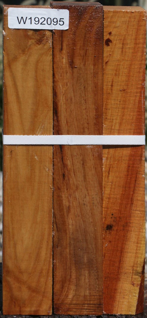 Lacebark Elm Turning Square 3 Pack Sale