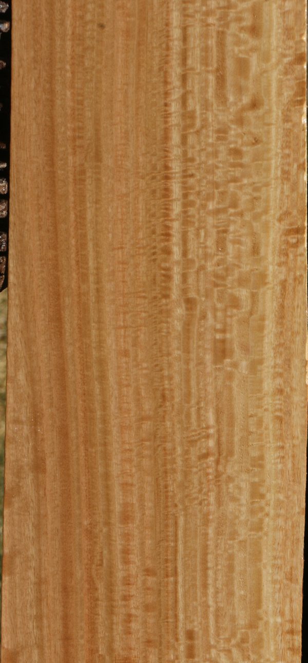 Extra Fancy Eucalyptus Lumber Online Sale - Image 4