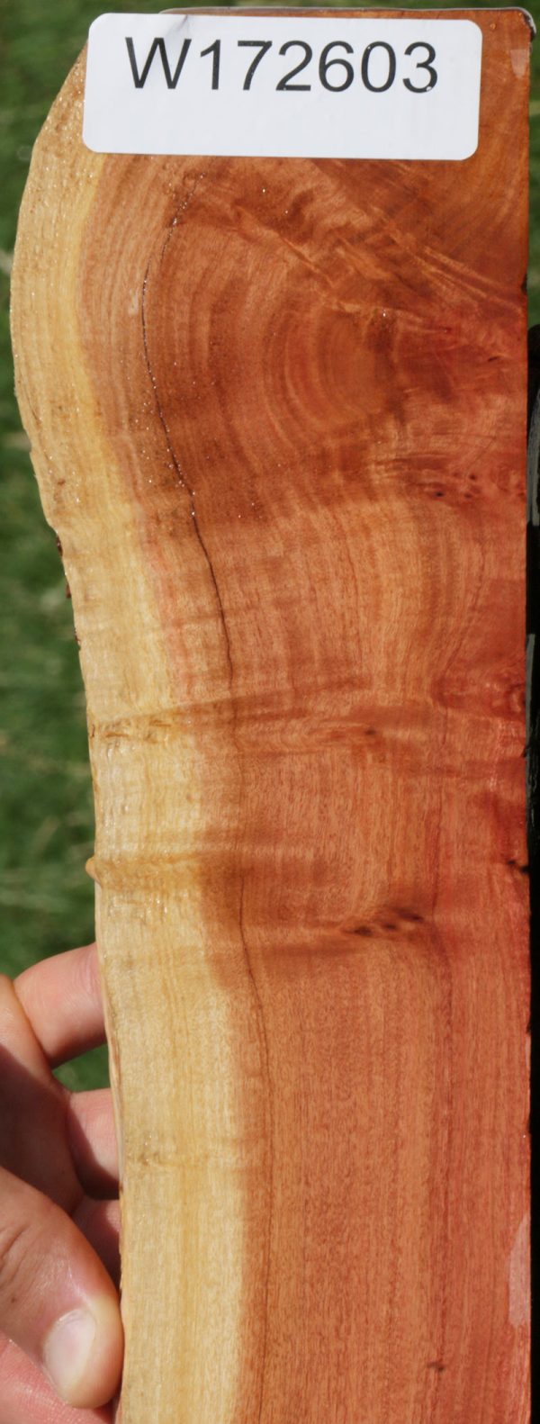 Extra Fancy Pink Ivory Live Edge Micro Lumber Online Hot Sale - Image 3