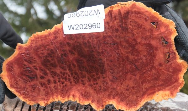 Red Mallee Burl Cap For Sale