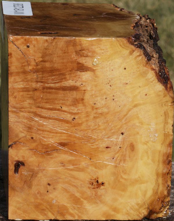 Extra Fancy Kanista Live Edge Bowl Blank Sale - Image 2