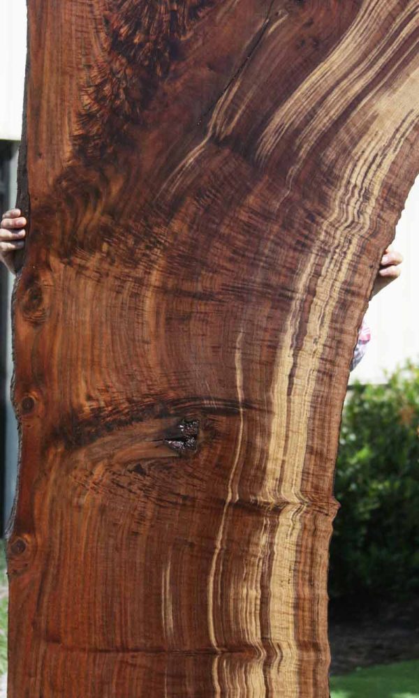 Extra Fancy Fiddleback Crotchwood Claro Walnut Slab Cheap - Image 4