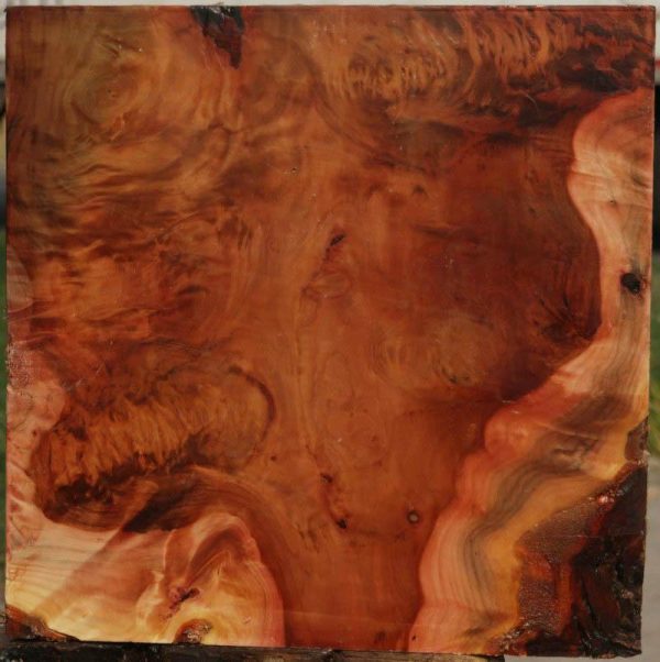 Brazilian Pepperwood Burl Bowl Blank Supply - Image 3