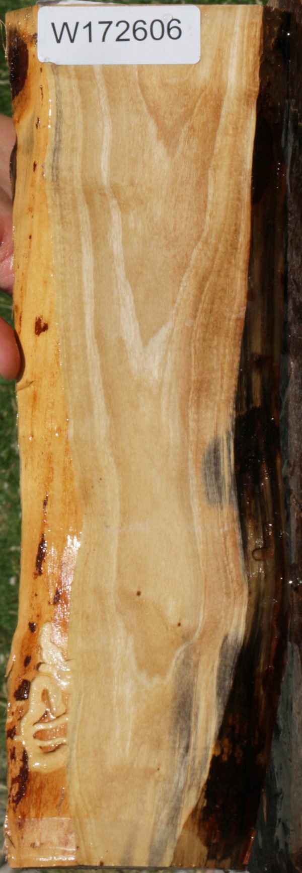 Pink Ivory Live Edge Micro Lumber Sale - Image 2