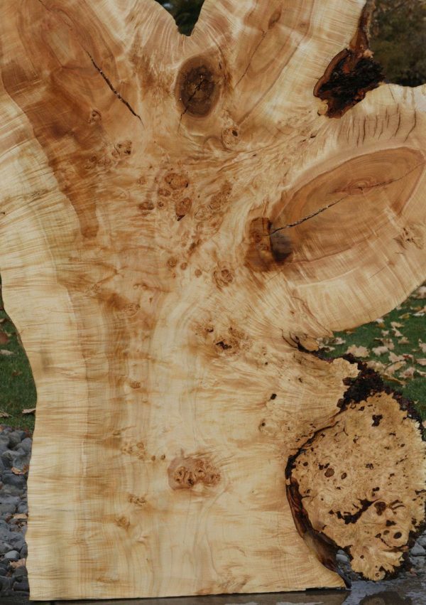 Rustic Flamed Silver Maple Slab For Sale - Image 5