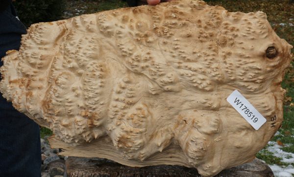 Extra Fancy Gold Mallee Burl Cap Online now - Image 3