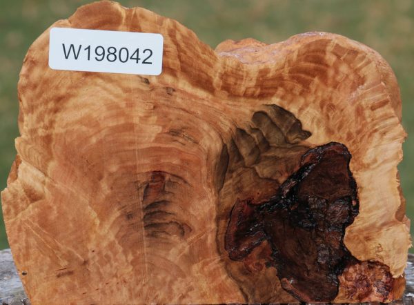 Red Coolibah Burl Live Edge Lumber Supply - Image 2