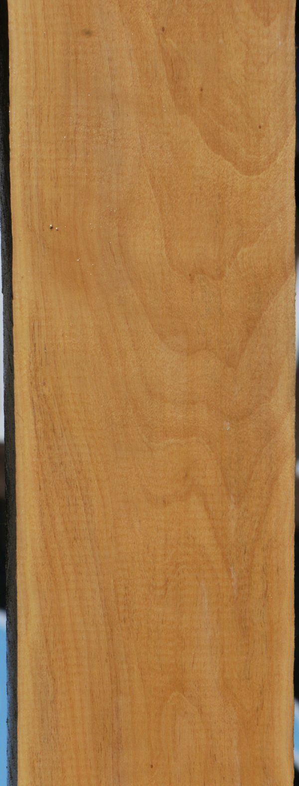 Castello Boxwood Lumber Online Sale - Image 4