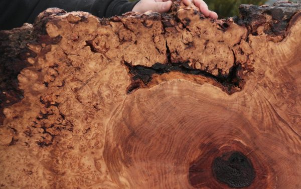 Maple Burl Cookie (Free Shipping Excluded) Discount - Image 4