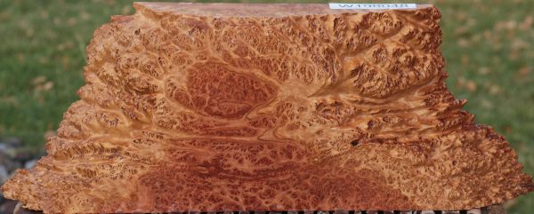 Red Coolibah Burl Live Edge Lumber For Cheap - Image 2