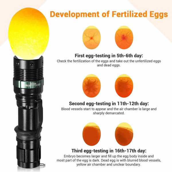 TheLAShop 5W Cool Light LED Handheld Egg Candler Egg Tester Torch For Sale - Image 5