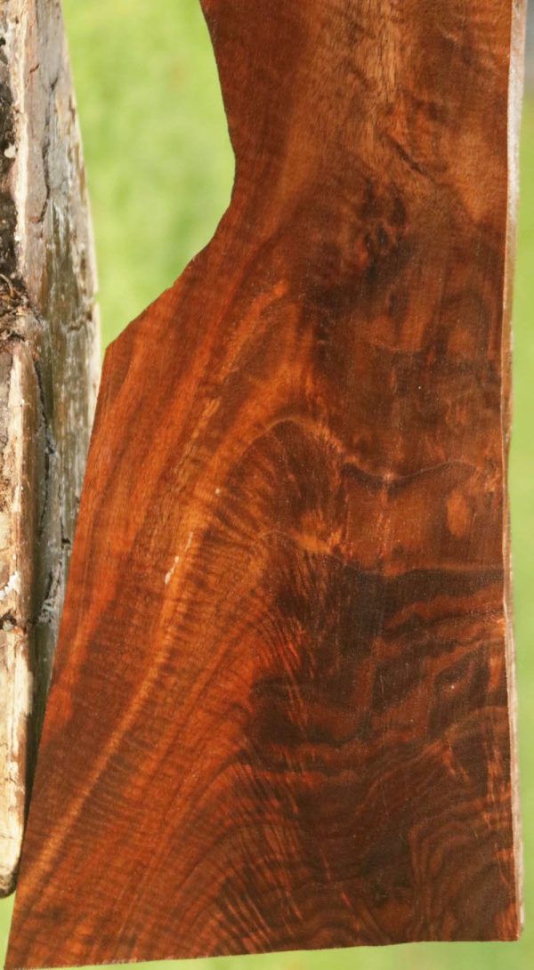 Exhibition Feathered Crotchwood Claro Walnut Gun Blank Online - Image 5