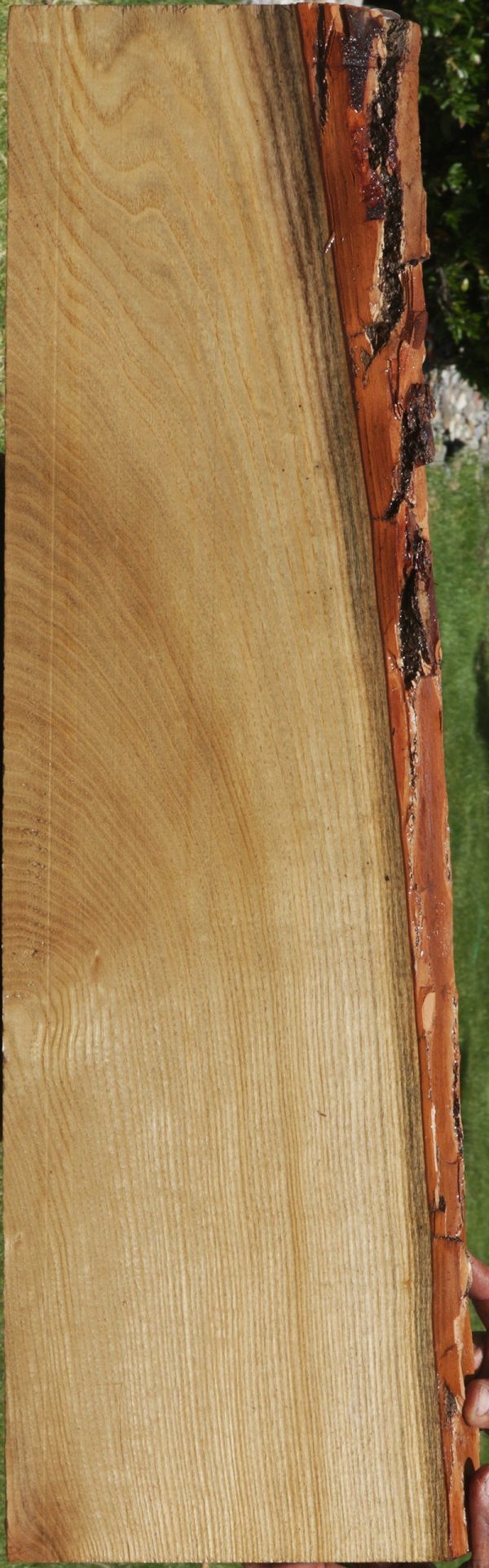 Sassafras Live Edge Lumber Online Hot Sale - Image 3