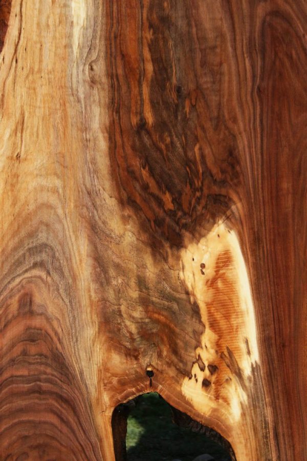 Extra Fancy Fiddleback Walnut Slab For Sale - Image 5