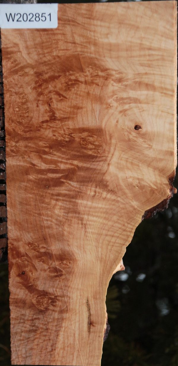 Maple Burl Lumber Sale - Image 2