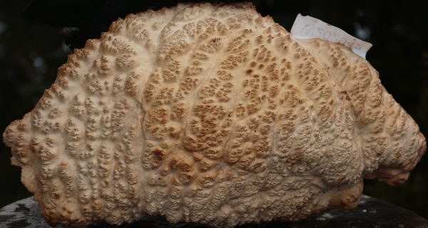 Gold Mallee Burl Cap on Sale - Image 3