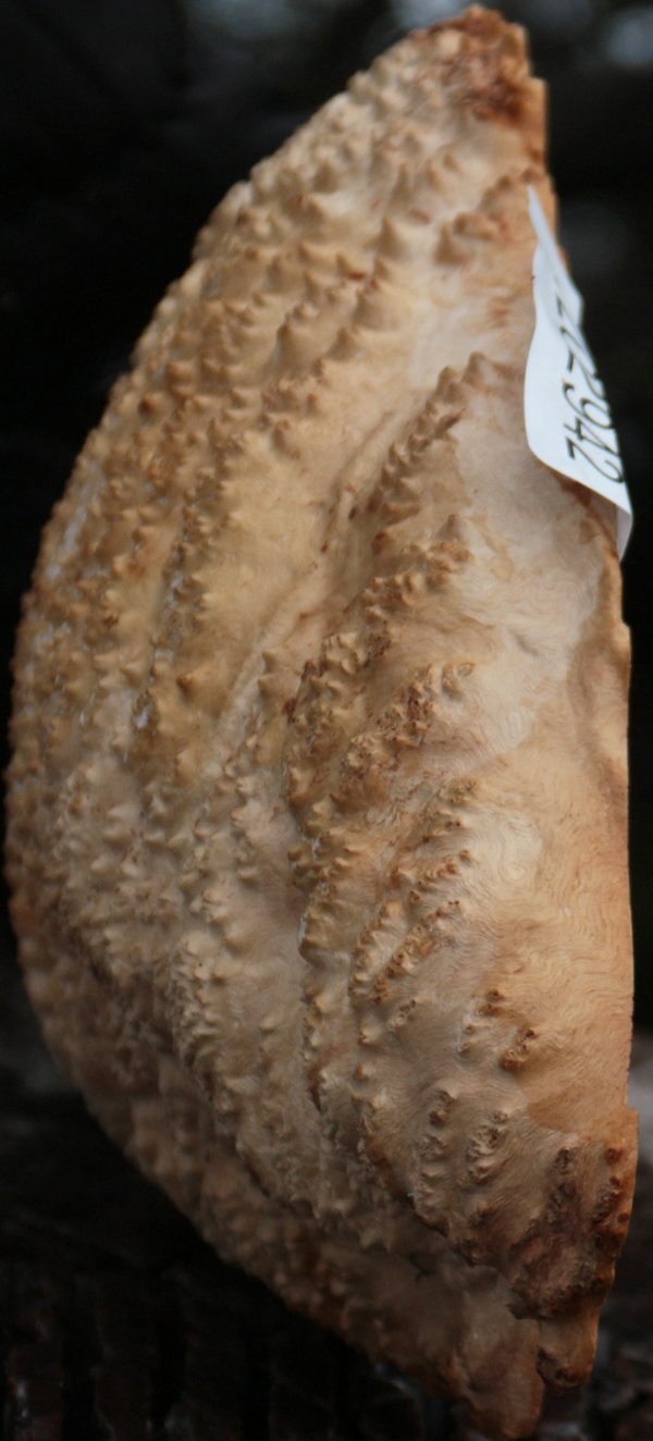 Gold Mallee Burl Cap on Sale - Image 2