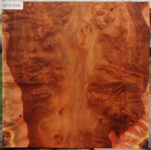 Brazilian Pepperwood Burl Bowl Blank Supply
