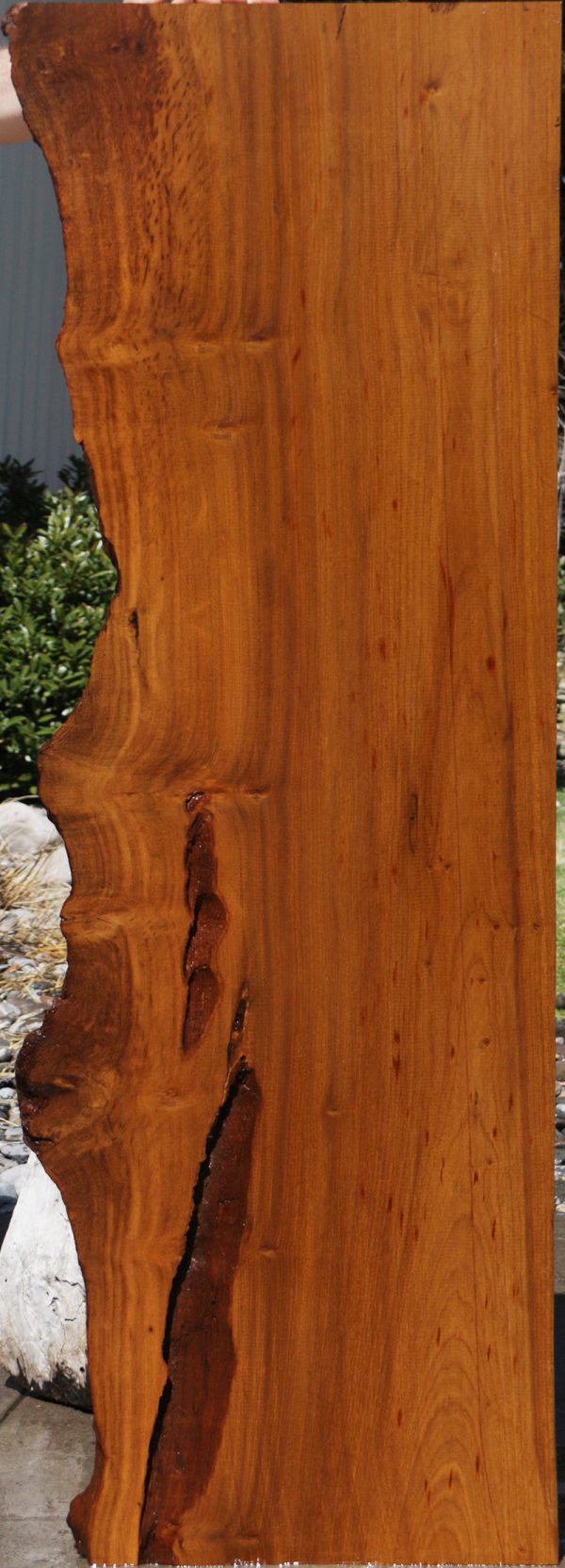Imbuia Live Edge Mini Slab (Free Shipping Excluded) For Sale - Image 3
