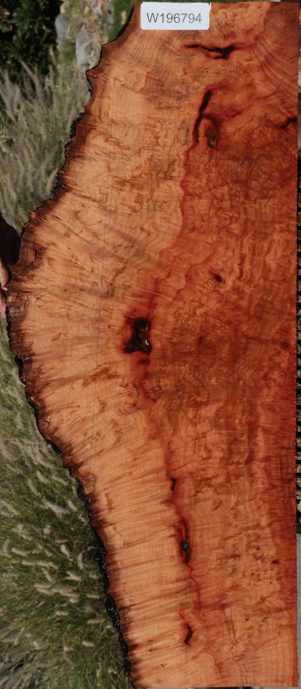 Rustic Madrone Burl Live Edge Lumber For Sale