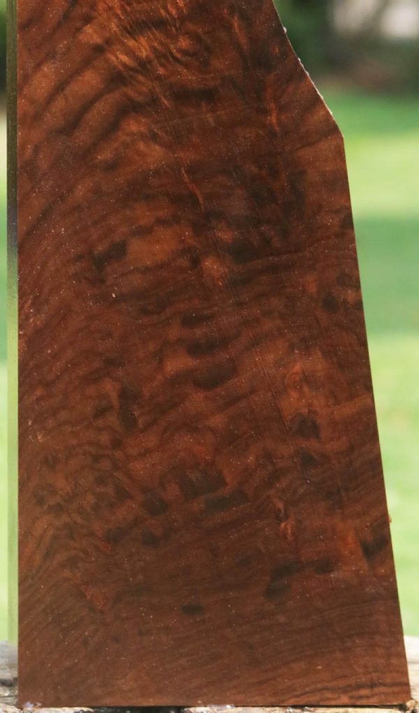 Exhibition Crotchwood Claro Walnut Gun Blank Cheap - Image 2