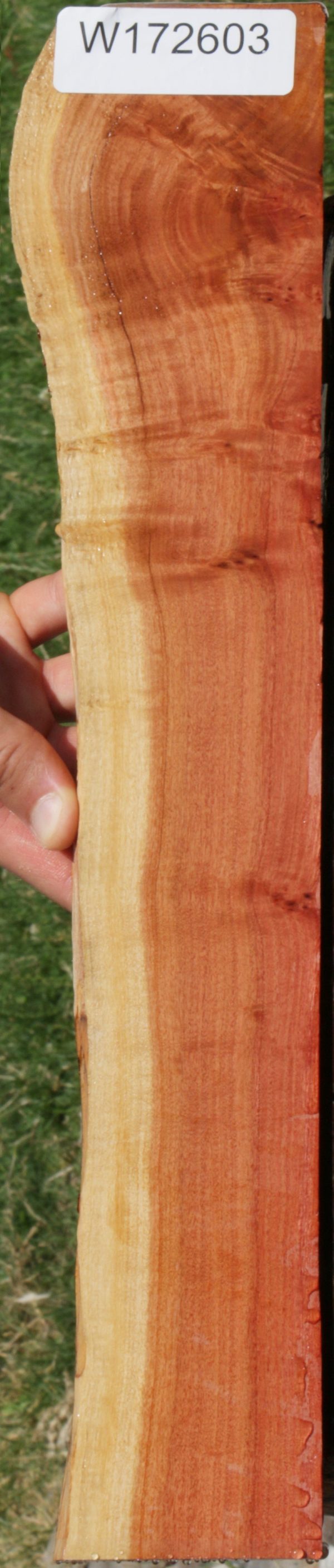 Extra Fancy Pink Ivory Live Edge Micro Lumber Online Hot Sale - Image 2