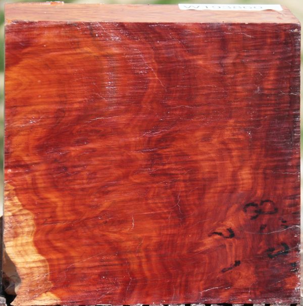 Extra Fancy Red Coolibah Burl Bowl Blank For Discount