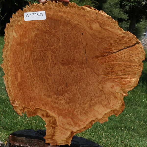 Extra Fancy Red Coolibah Burl Cookie Cheap