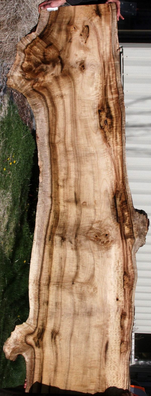 Exhibition Fiddleback  Myrtle Lumber Sale