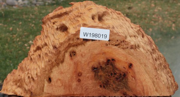 Red River Gum Burl Slice on Sale - Image 2