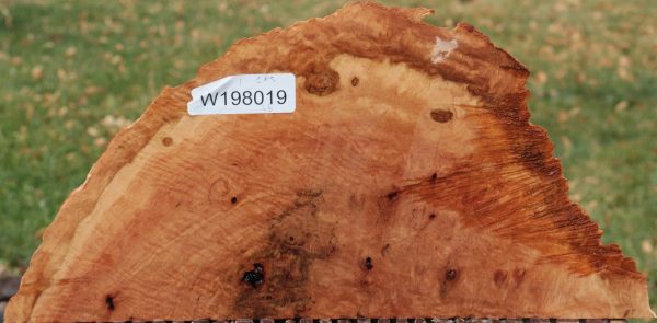 Red River Gum Burl Slice on Sale