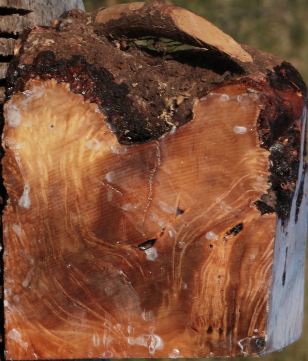 Kanista Burl Live Edge Bowl Blank Cheap - Image 5
