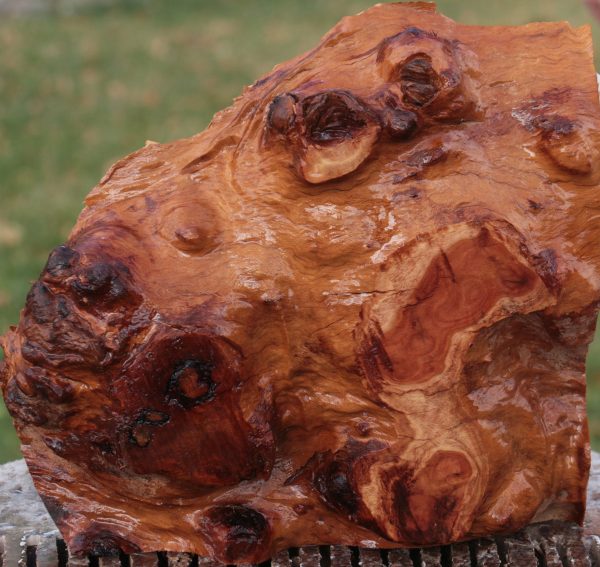Red River Gum Burl Live Edge Lumber on Sale - Image 2