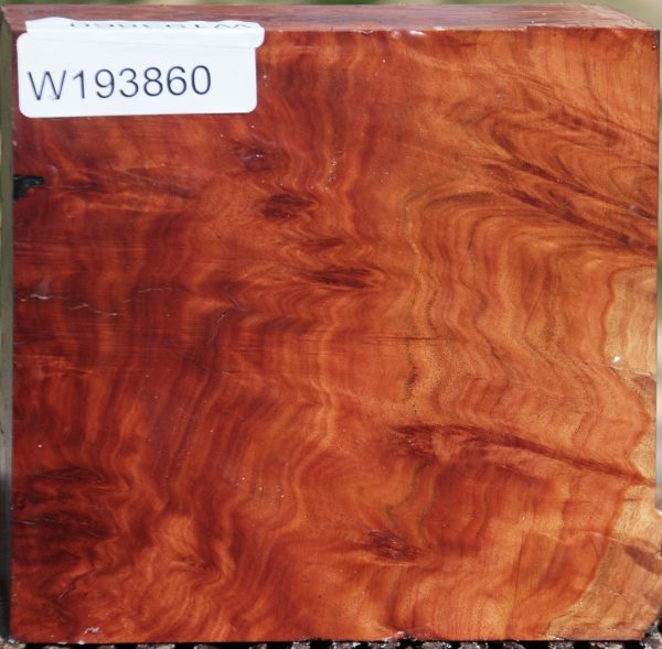 Extra Fancy Red Coolibah Burl Bowl Blank For Discount - Image 2