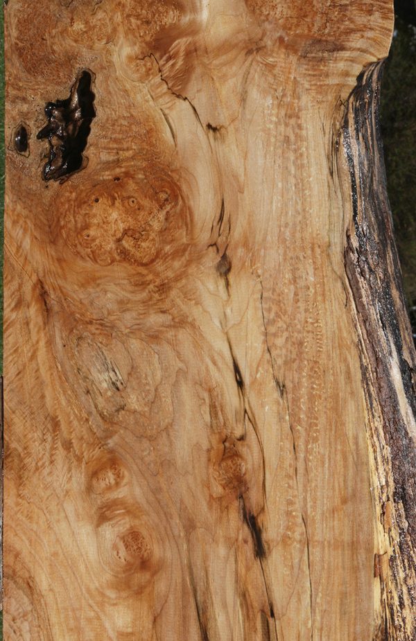 Cluster Burl Maple Live Edge Lumber on Sale - Image 2