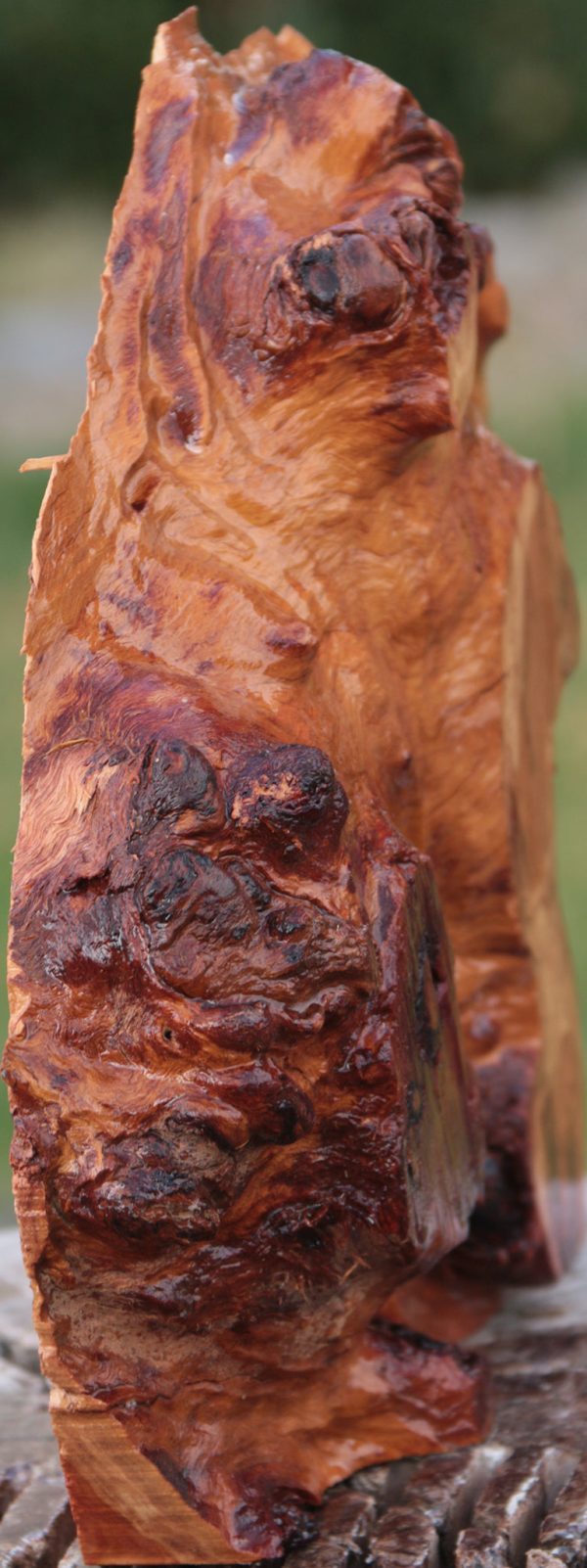 Red River Gum Burl Live Edge Lumber on Sale - Image 3