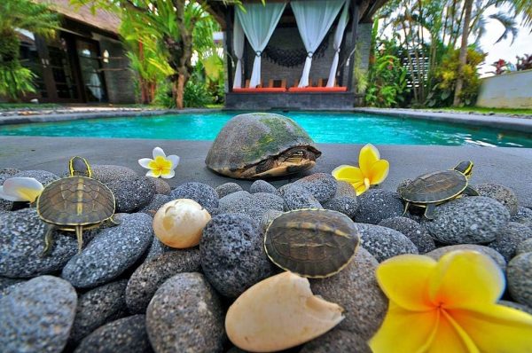 20 lbs 3 - 5   Black Grey Premium Pebbles Lava Rock Natural Tumbled Stones for Indoor Outdoor Gas Fire Pit, Fireplaces, Garden Landscaping Decoration Online now - Image 3