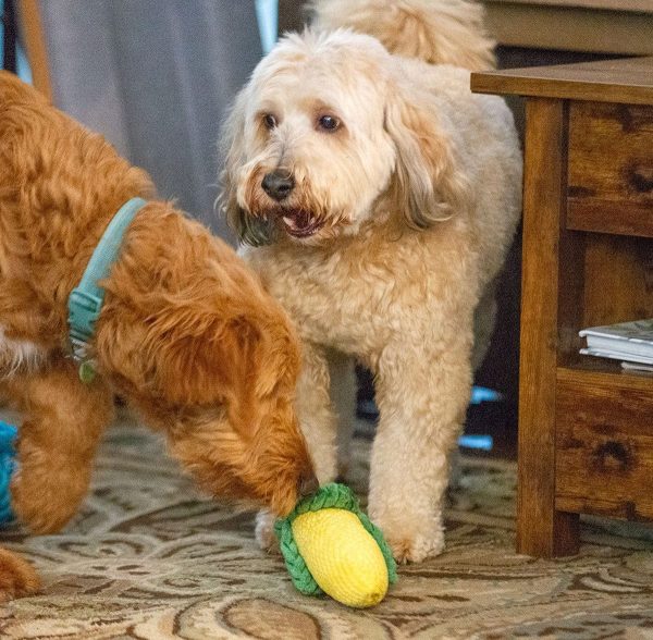 ThoozyPet Corn Plush Dog Toy Cheap - Image 4
