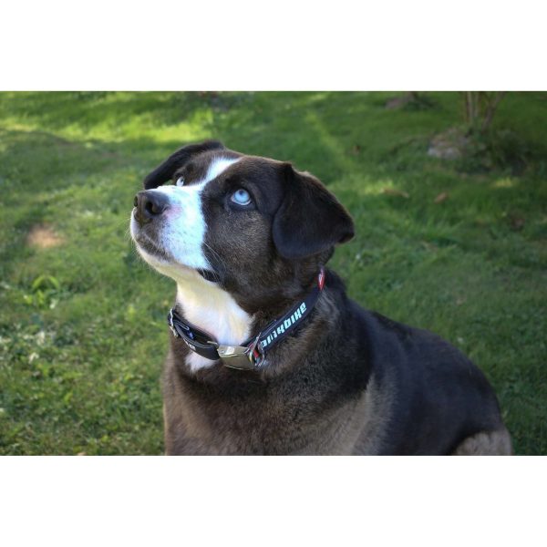 Pinkbike Cycle Dog Collar Online Sale - Image 2